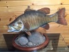 Smallmouth-table-top