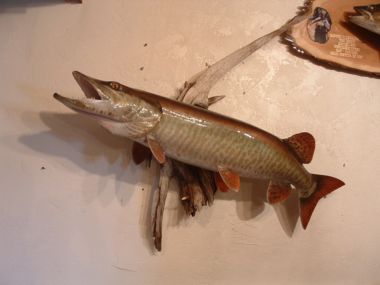 Taxidermist and Taxidermy Replicas and Reproductions by Joe Fittante