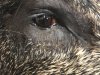 Boar Eye Detail