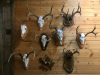 Skulls-Antler-Mounts