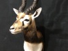 Black Buck