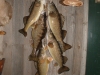 Walleye Stringer Mount